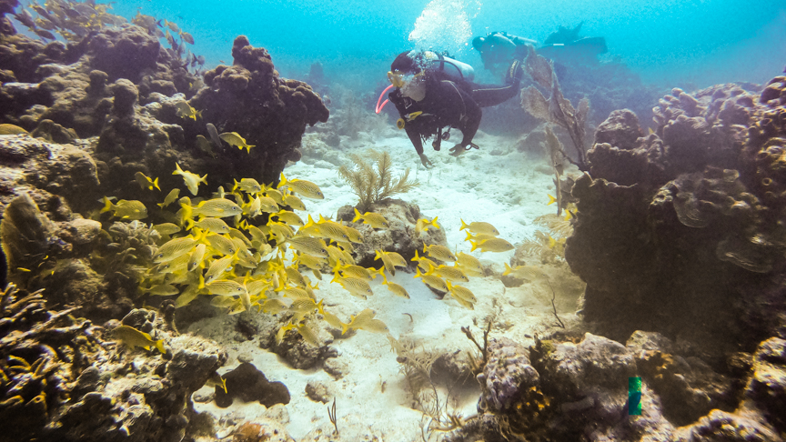 Picture of 2 Tanks Duiken in Puerto Morelos