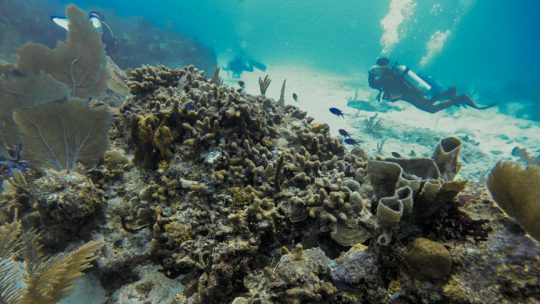 Paquetes de buceo,