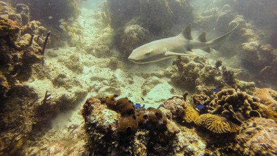 Packages-Dive-Trip-Mahahual-Portfolio-2