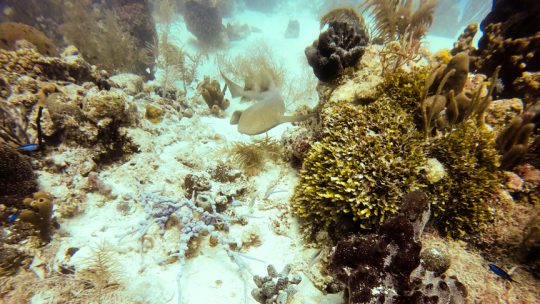 Packages-Dive-Trip-Mahahual-Portfolio-3
