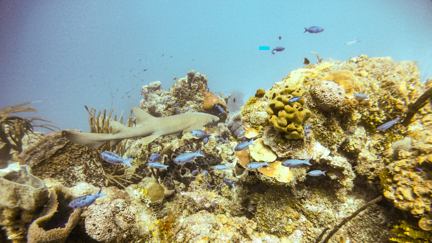 nurse shark during our Mahahual dive