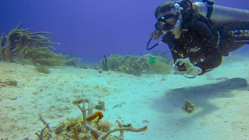 Picture of Especialidades de Buceo