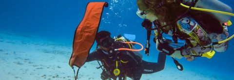 Specialty Dive Courses