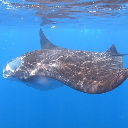 Sometimes we can spot Manta rays on our whale shark tour