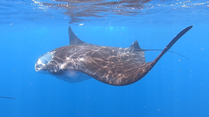 Manta ray joining us on the whale shark tour