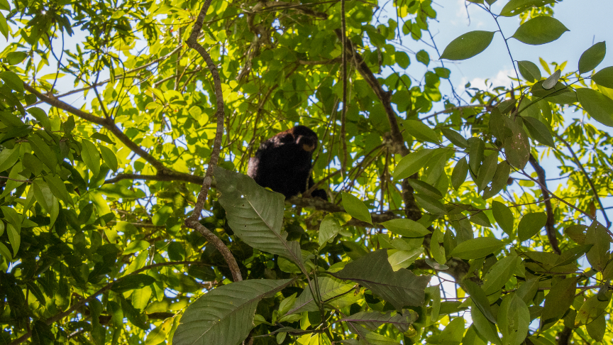 Howler Monkey Punta Laguna Reserve