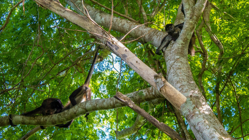 Spider Monkeys Punta Laguna Reserve