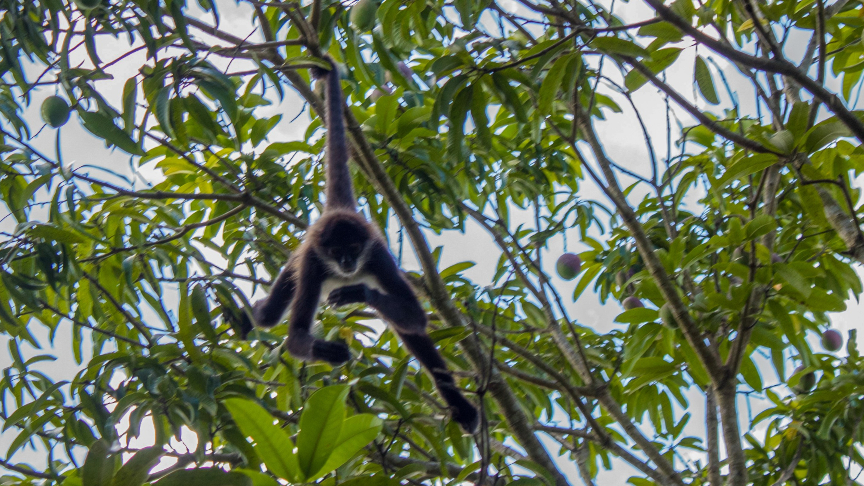 Spider Monkey Punta Laguna Reserve