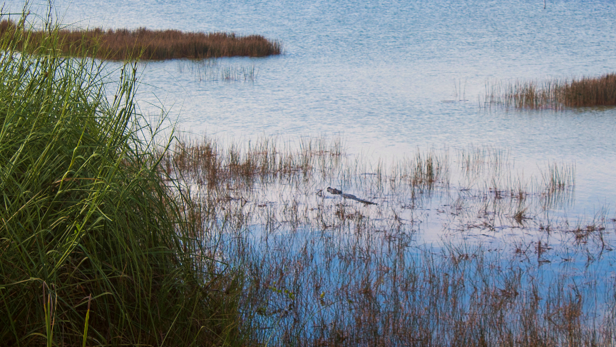 Crocodile in the lagoon