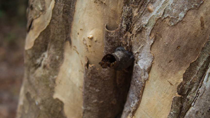 Bees in the Coba jungle