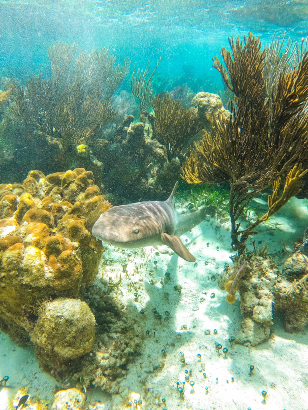 SNORKELING IN PUERTO MORELOS