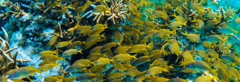 Snorkeling at Isla Mujeres