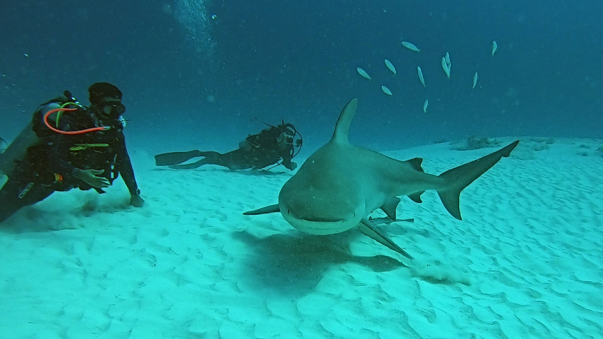 diving with bull sharks Playa del Carmen, duiken met bull sharks