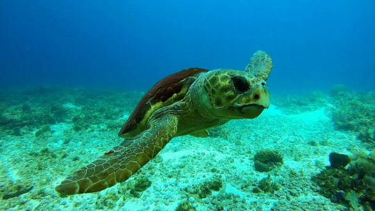 close-up of a loggerhead turtle in Cancun