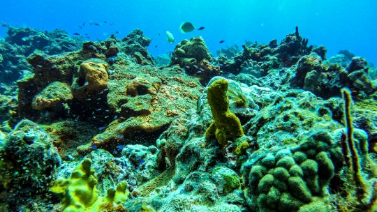 beautiful coral reef in Cancun