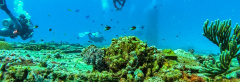 Dive Trips
