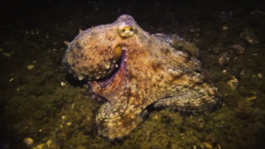 Octopus during our night dive in Playa del Carmen