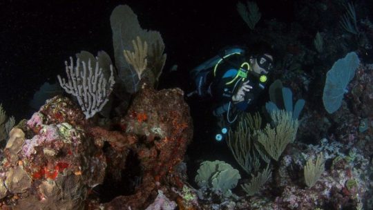 Night diving in Playa del Carmen