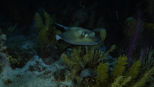 stingray during our night dive in Playa del Carmen
