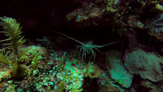 Lobsters during our night dive in Playa del Carmen