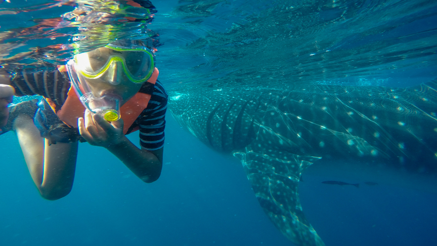 kids love swimming with the gentle whale sharks