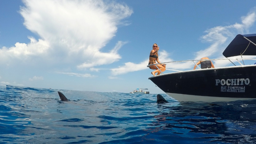 whale shark swimming close to the boat