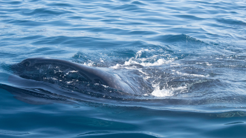 close up photo of a whale shark at the surface, isla mujeres, mexico