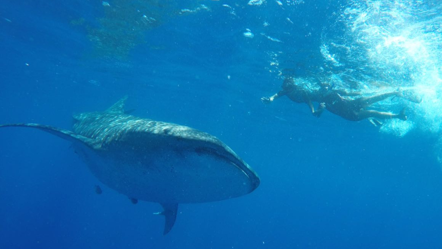 posing for a picture with the whale shark