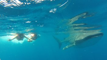 Whale Shark Experience