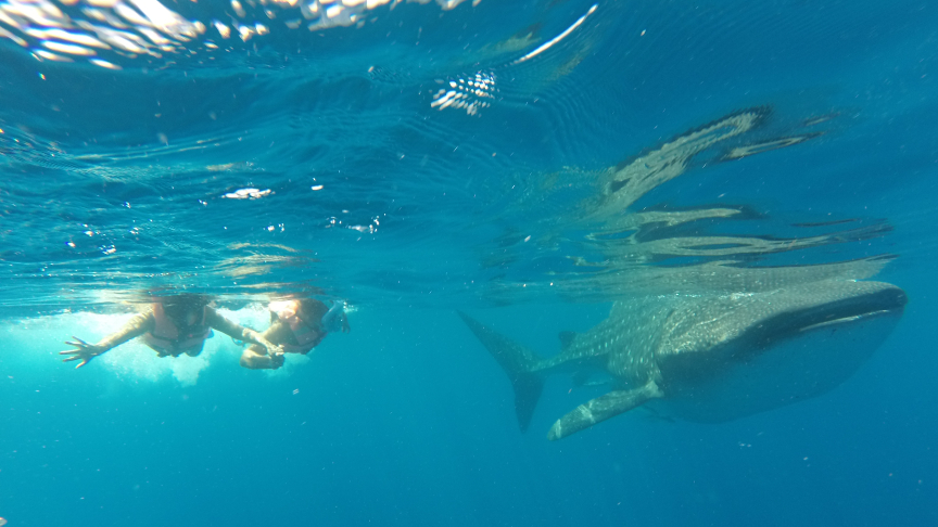 swimming with a whale shark in Mexico