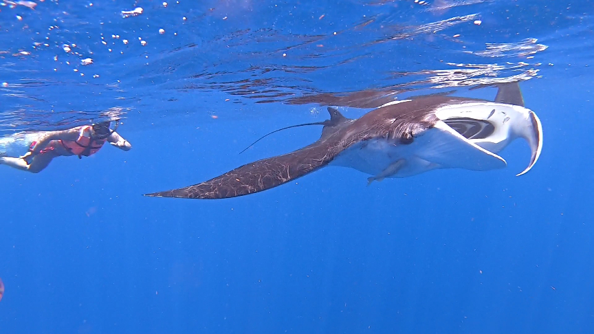 snorkeling with a giant manta ray at the whale shark tour