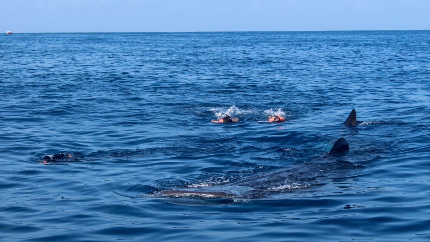 whale shark swimming at the surface as seen from our boat