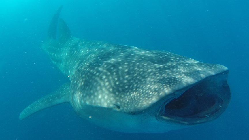 Whale shark Isla Mujeres Mexico