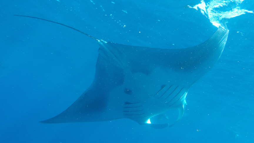 Manta ray at the whale shark tour mexico