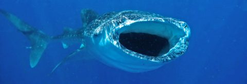 Whale Shark Experience