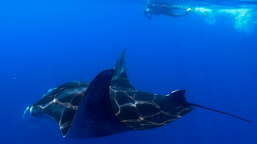 swimming next to a manta ray on our whale shark trip