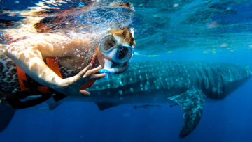 Whale shark tours in Mexico: everything you should know