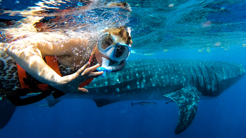 Swimming next to a whale shark