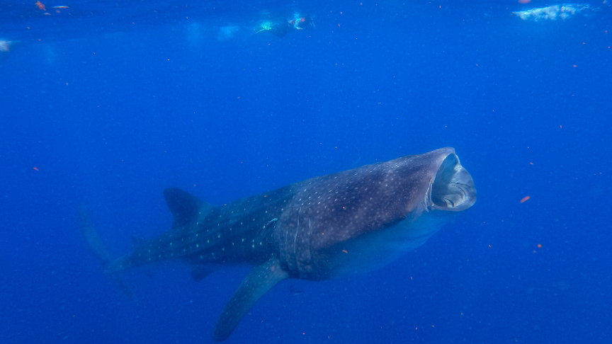 swimming alone next to a whale shark
