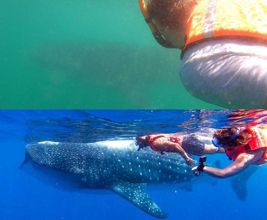 Whale shark Gulf of Mexico vs Caribbean sea