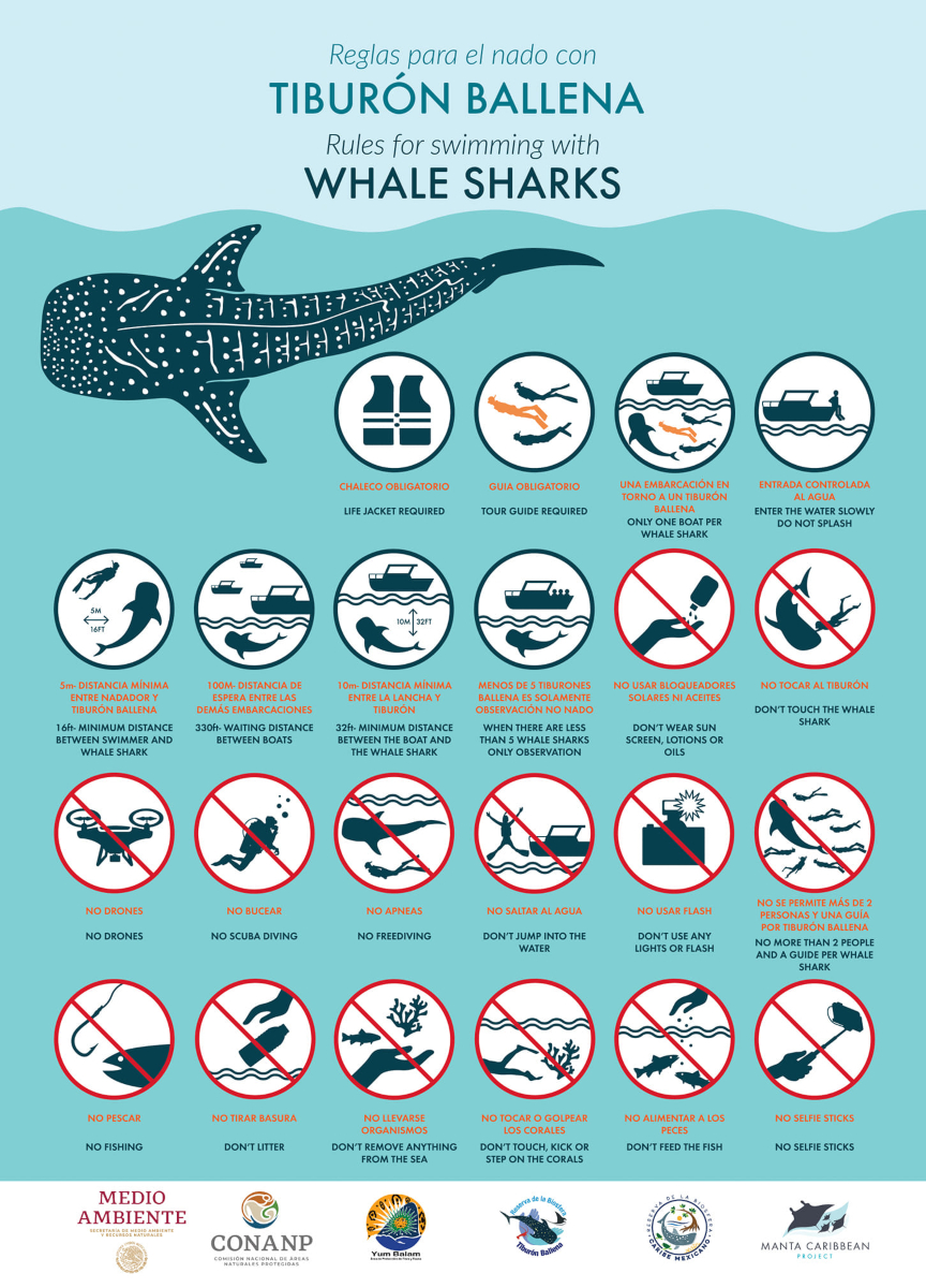 Rules for swimming with whale sharks
