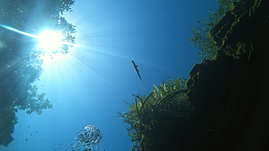Fish swimming in the sky in the crystal clear water