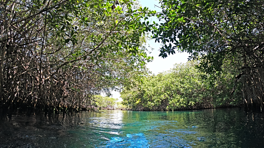 Beautiful Casa Cenote mangrove jungle
