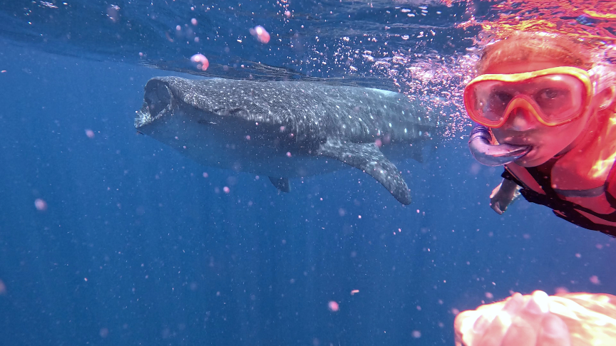 Girl swimming with whale sharks while holding hands
