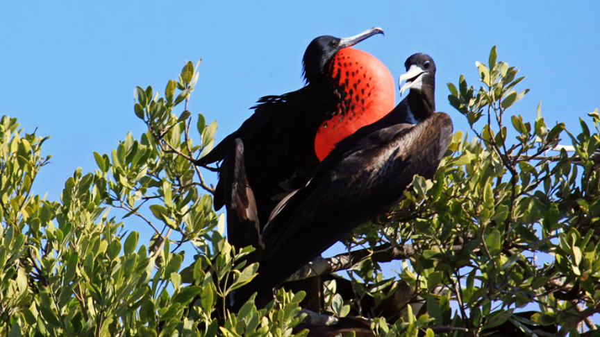 Frigate (fragata) birds Isla Contoy