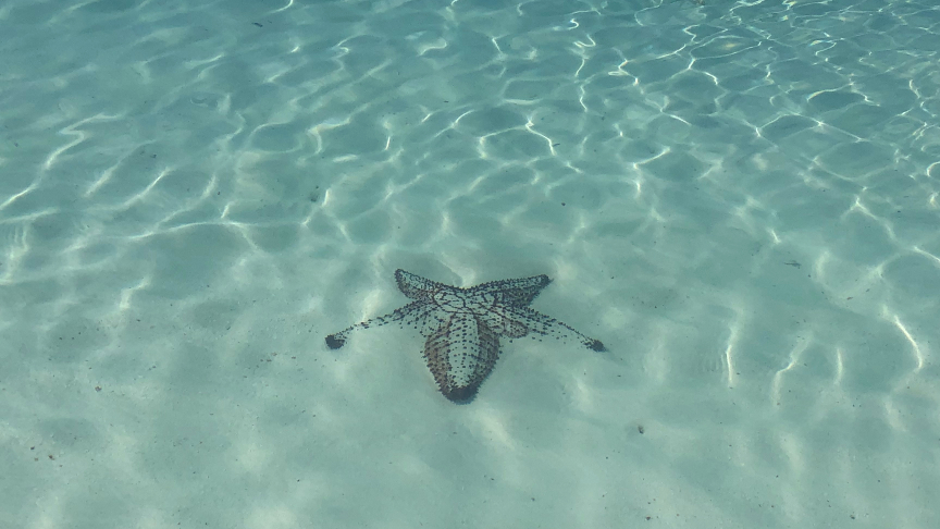 Starfish at the beach Isla Contoy