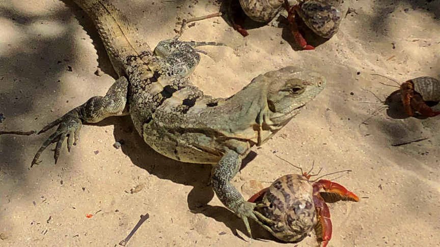 Iguana and hermit crab Isla Contoy