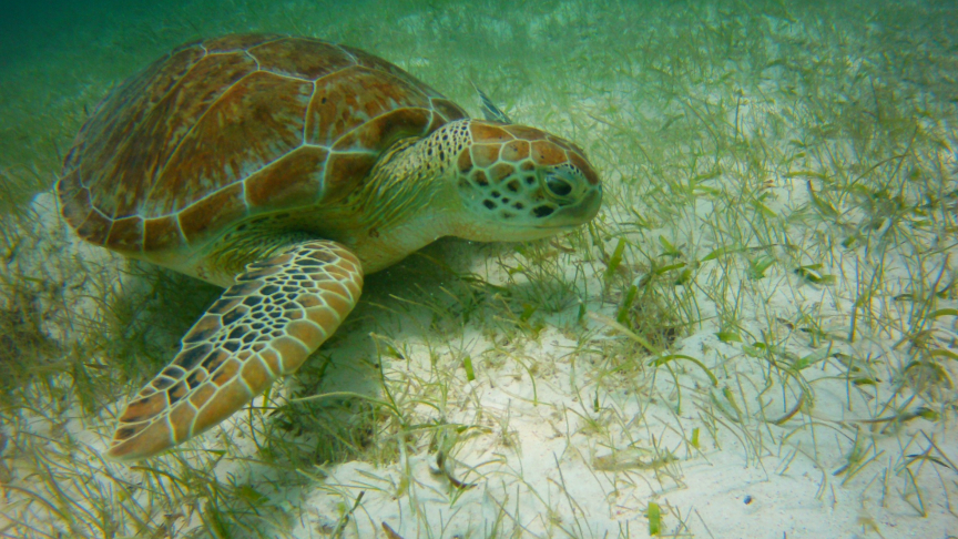 Sea turtle snorkeling trip at Isla Contoy