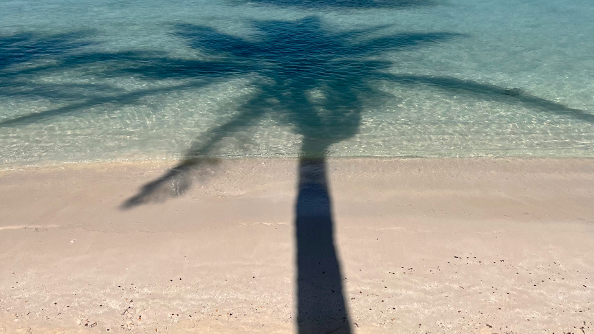 Palmtree reflection in the water
