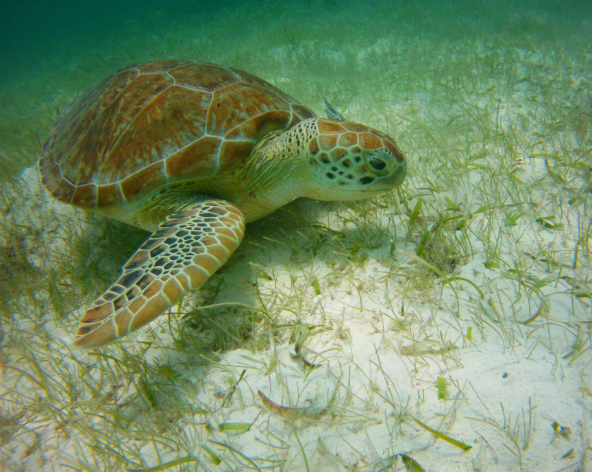 Sea turtle spotted near Contoy Island Sea turtle spotted near Contoy Island